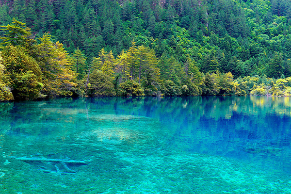 九寨溝旅游租車 九寨溝旅游租車